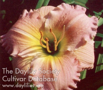 Daylily Inexcusably Attractive